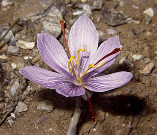 <i>Crocus cartwrightianus</i> Species of flowering plant