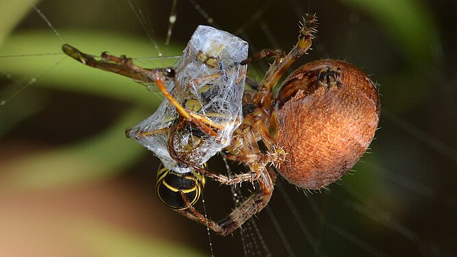 Cross Orbweaver (Araneus diadematus) with Prey