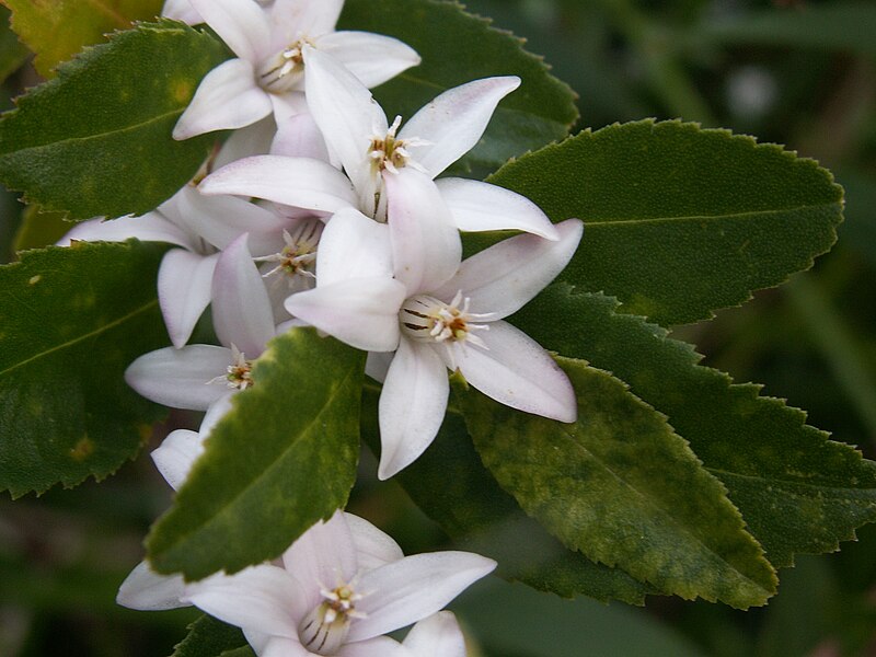 File:Crowea angustifolia var dentata.JPG