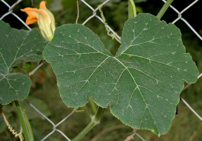 File:Cucurbita maxima W IMG 3545.jpg