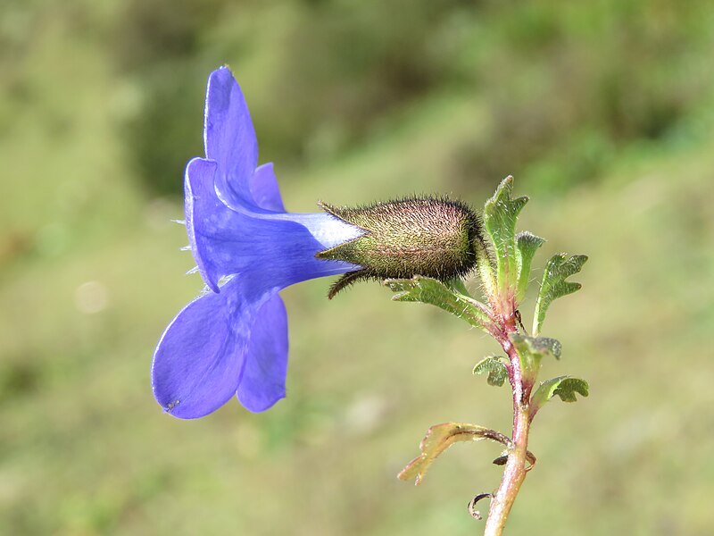 File:Cyananthus lobatus at Chelela Pass during LGFC - Bhutan 2019 (9).jpg