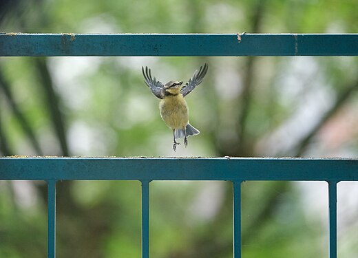 Jeune acrobate