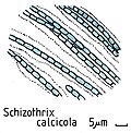 Thumbnail for Schizotrichaceae