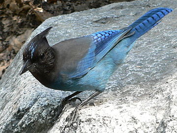 cyanocitta stelleri 08585.jpg