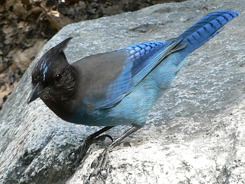 File:Cyanocitta stelleri 08585.JPG