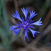 Cornflower