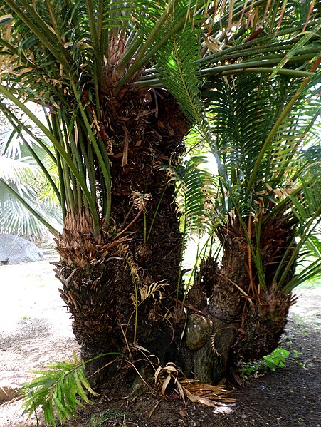 File:Cycas rumphii kz2.JPG