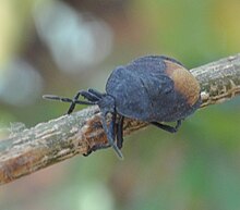 Cyclopelta siccifolia (Westwood) Bangalore India 2019 yil mart - 5.jpg