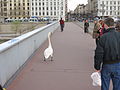 Cygne faisant l'attraction sur le trottoir du pont Galiéni.JPG