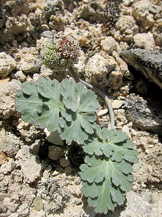 <i>Cymopterus globosus</i> Species of flowering plant