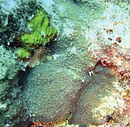 Cyphastrea kausti. Holotipo, colonia viviente. Mar Rojo.