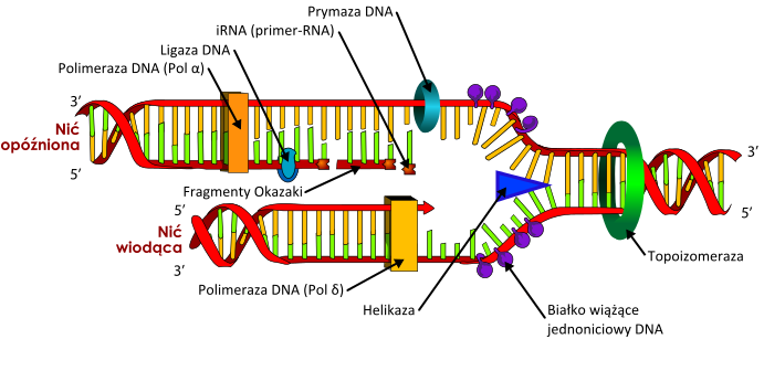 File:DNA replication pl.svg
