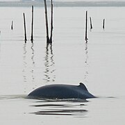 Irrawaddy-dolfijnen zijn te vinden in Chilika