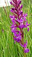 Dactylorhiza traunsteineri Germany - Radolfzell