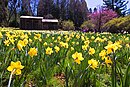 Daffodil-hill.jpg