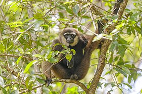 Dark-handed or Agile Gibbon (Hylobates agilis) Tanjung Puting National Park - Indonesia 2.jpg