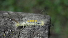Larva in Guelph, Ontario, Canada Definite Tussock Moth (Orgyia definita), Larva - Guelph 03.jpg