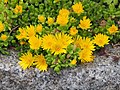 Delosperma nubigenum, Delosperma wysokogórska, 2022-05-22