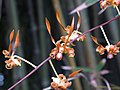 Dendrobium tangerinum by Scott Zona - 003.jpg