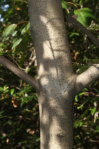 File:Dendropanax trifidus (trunk s2).jpg