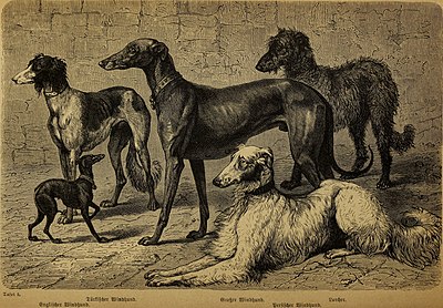 Породы борзых в книге «Der Hund und seine Racen. Naturgeschichte des zahmen Hundes, seiner Formen, Racen und Kreuzungen» (1876)