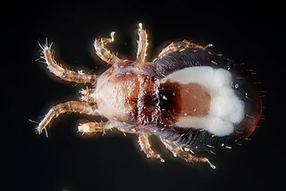 <i>Dermanyssus gallinae</i> Species of mite