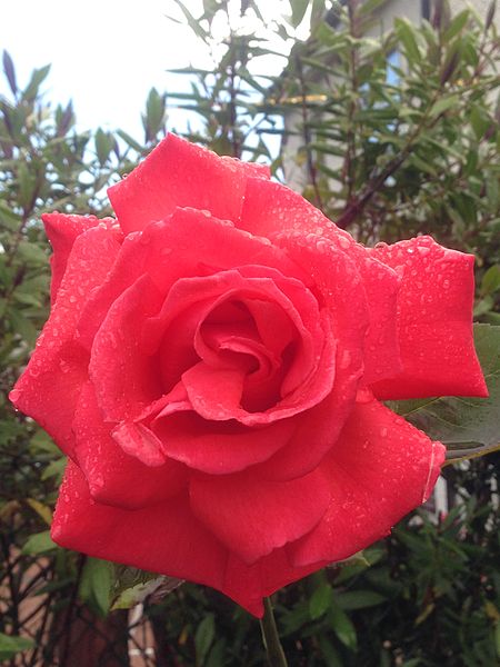 File:Dew drops on a red rose.jpg
