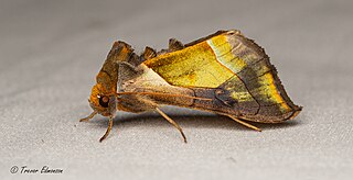 <i>Diachrysia balluca</i> Species of moth