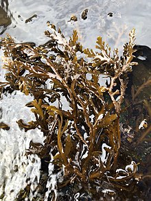 Dictyota binghamiae қайың аквариумындағы экспонатта