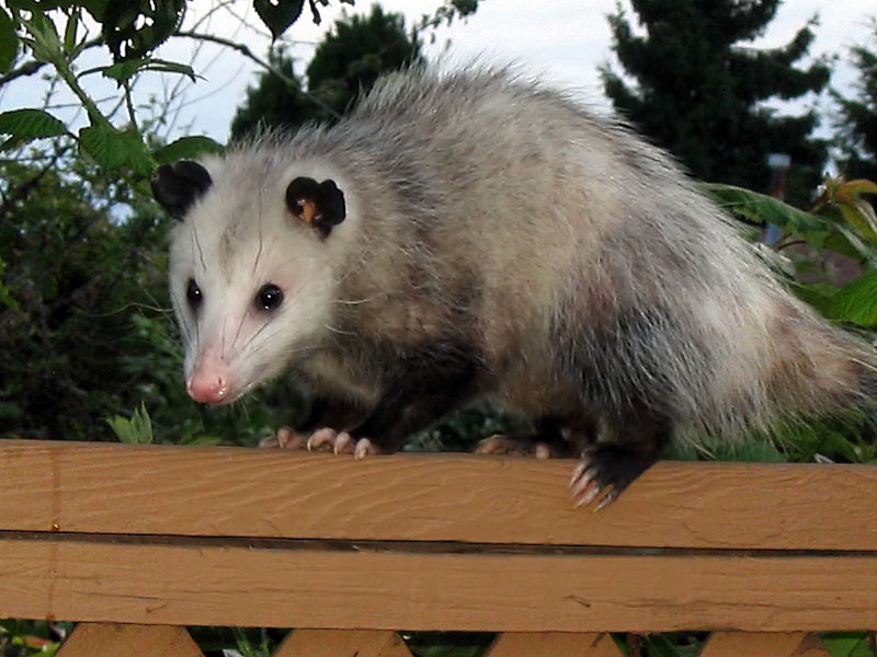 File:Didelphis virginiana westerncanada20072.jpg