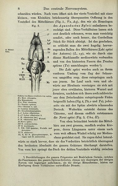 File:Die Anatomie des Frosches (Page 8) BHL33481625.jpg