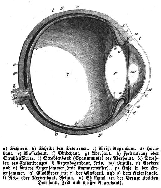 File:Die Gartenlaube (1856) b 333.jpg