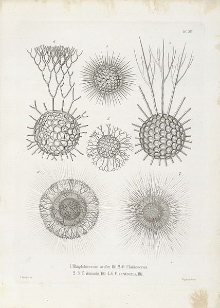 File:Die Radiolarien (Rhizopoda radiata) - Ernst Haeckel - Tafel 15.jpg
