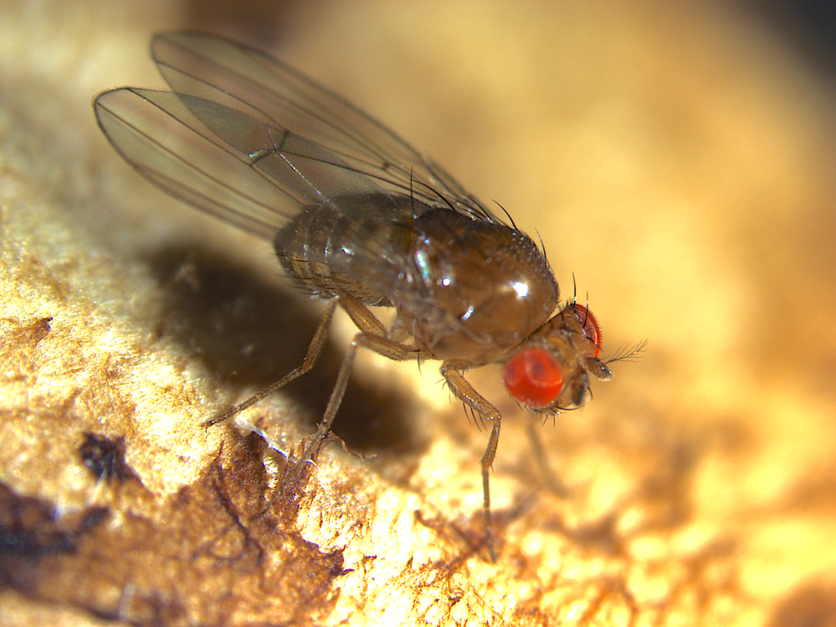 Drosophila quinaria species group - Wikipedia