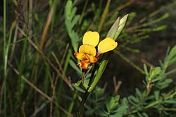 Diuris brockmanii.jpg