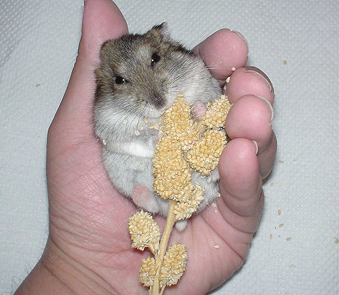 File:Djungarian Hamster which eats foxtail millet.jpg