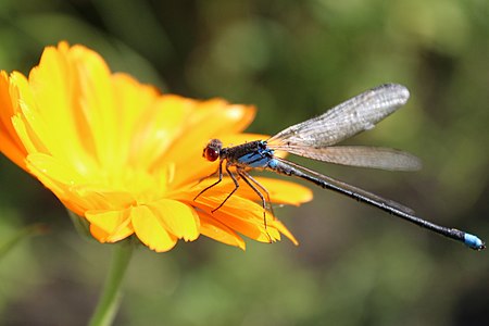 Dragonfly on the flower