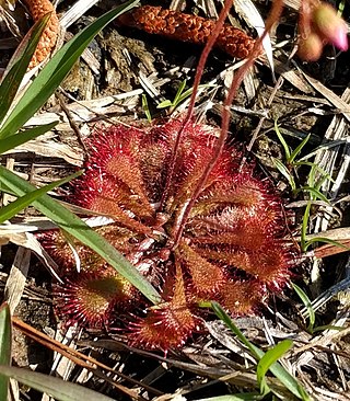 <i>Drosera brevifolia</i> Species of carnivorous plant