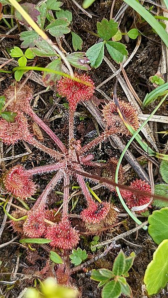 File:Drosera rotundifolia 219252371.jpg