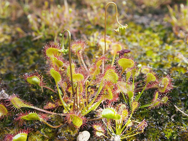 File:Drosera rotundifolia Rosiczka okrągłolistna 2018-06-10 02.jpg