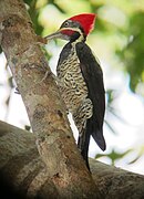 aves De Argentina