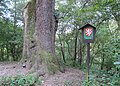 Čeština: Dub sedmi bratří - památný strom mezi Karlštejnem a Mořinou, okres Beroun English: Famous tree - oak (Dub sedmi bratří) between Karlštejn and Mořina in Beroun District, Czech Republic