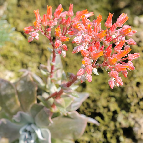 File:Dudleya cymosa-IMG 6497.JPG