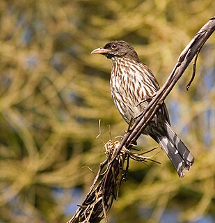 Palmchat Species of bird endemic to Hispaniola