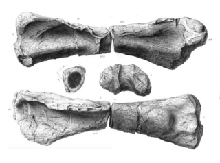 <i>Duriatitan</i> Extinct genus of dinosaurs