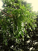 Dysoxylum-gaudichaudianum-SF22171-03.jpg