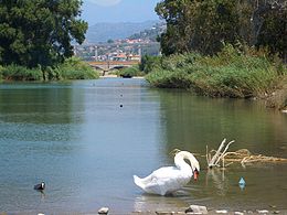 E5949-Camporosso-cygne.jpg