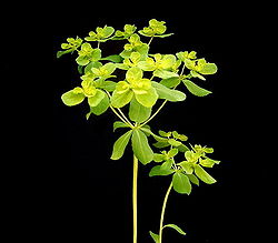 Euphorbia helioscopia Photo : Frank Vincentz