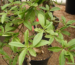 <i>Euphorbia mahabobokensis</i> Species of flowering plant