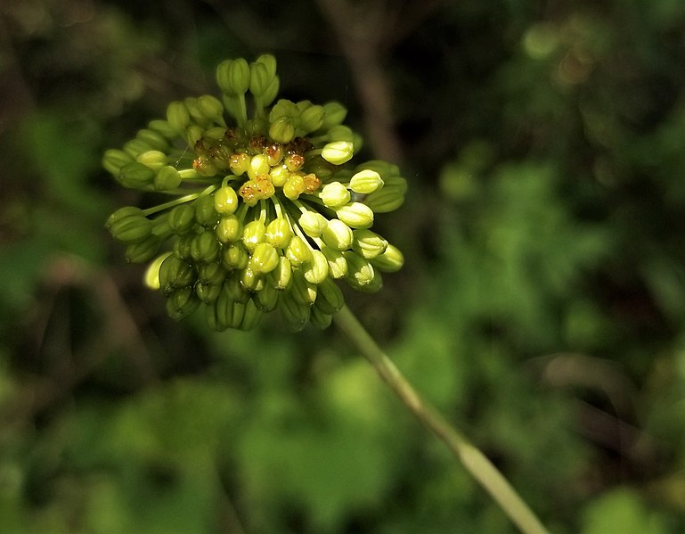 File:Early Smilax herbacea flower.jpg